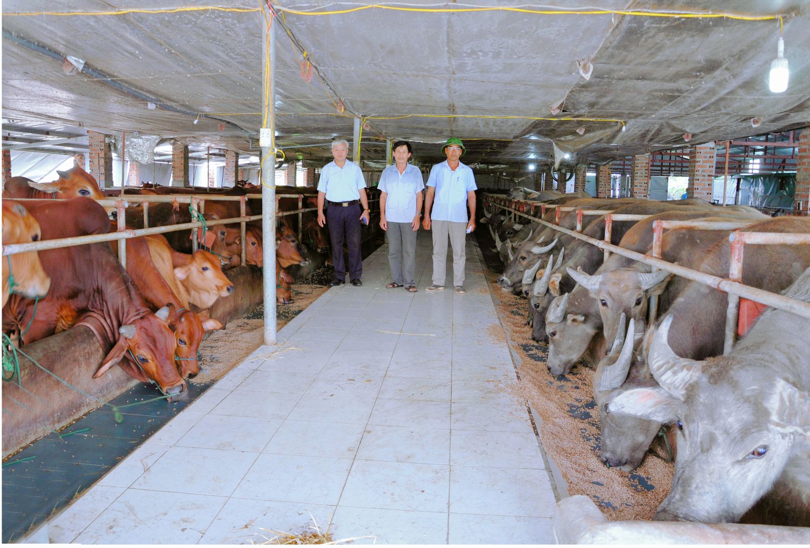 Mô hình chăn nuôi châu bò của CCB Nguyễn Văn Thứ xã Yên Phong, huyện Yên mô, tỉnh Ninh Bình.